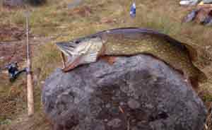 Der Freund des hungrigen Paddlers Hecht
